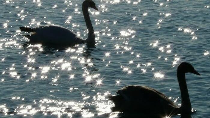 NextImg:Is The Apple Antitrust Case A Black Swan For Markets
