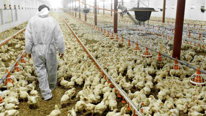 NextImg:Top US Egg Supplier "Temporarily Ceases" Operations At Texas Plant After Bird Flu Outbreak