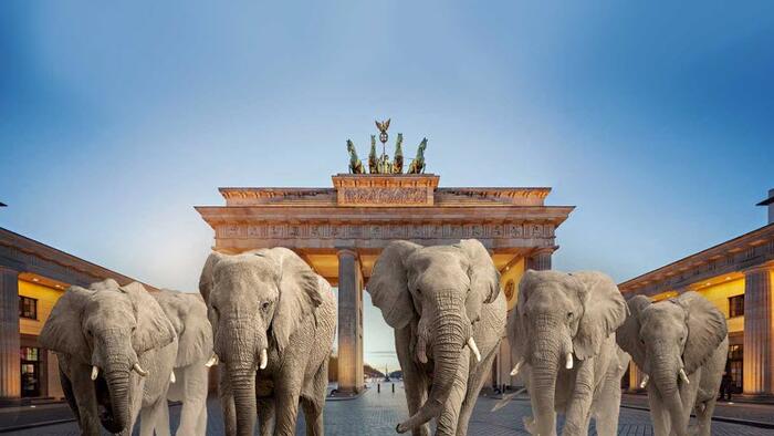 NextImg:"You Try Living With Them" - Botswana Offers 20,000 Elephants To Germany