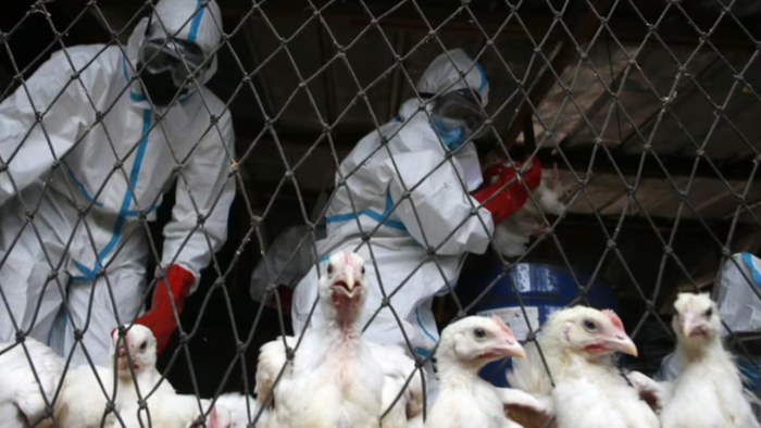 NextImg:'Bird Flu-Pocalypse' Forces Hong Kong To Suspend Some Imports Of US Poultry Meat