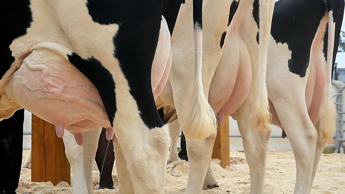 NextImg:First Case Of Bird-Cow-Human Transmission Of Bird Flu Reported In Texas