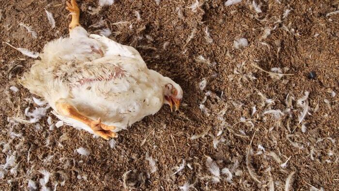 NextImg:From Bird Flu To Climate Snakes
