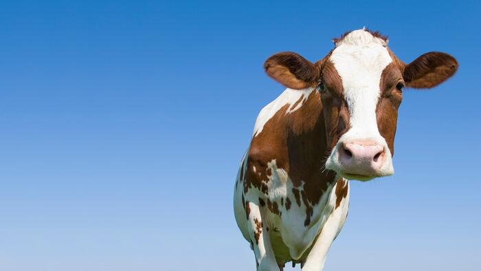 NextImg:US Steps Up Monitoring As FDA Warns Bird Flu Found In Pasteurized Milk From Grocery Stores