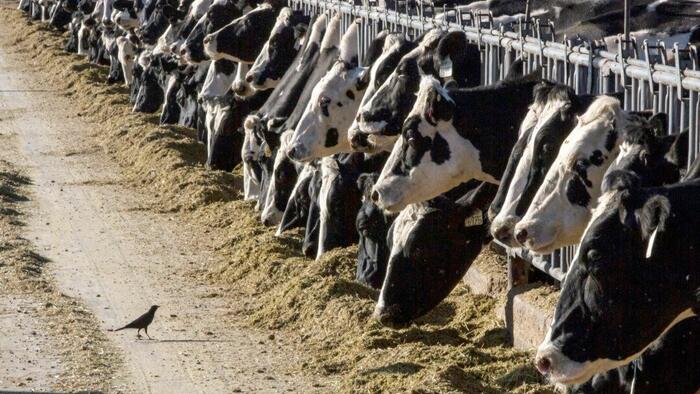 NextImg:Avian Flu Found In Seventh State As Cattle Restrictions Grow