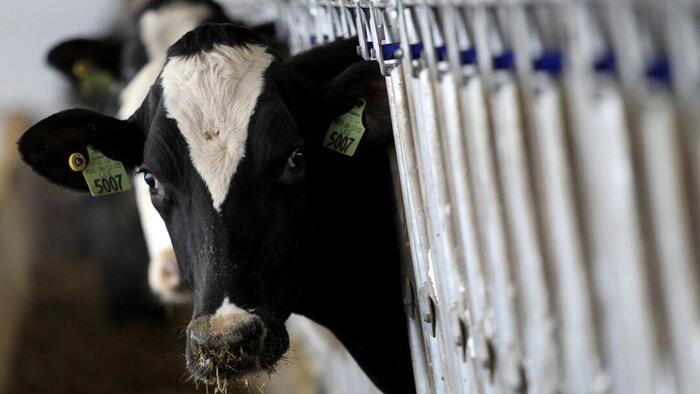 NextImg:20% Of Retail Milk Samples Positive For Bird Flu: FDA