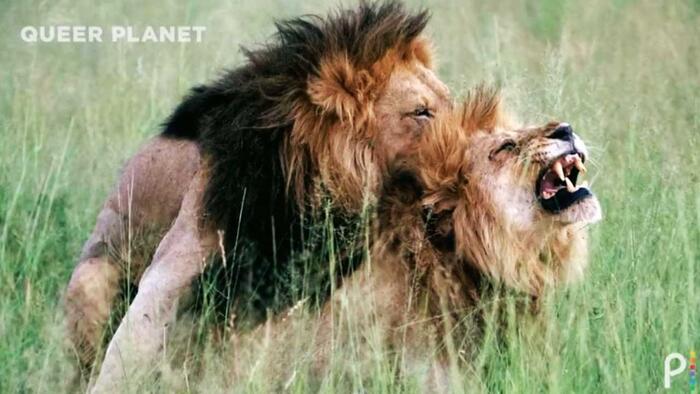 NextImg:NBC Animal Documentary Claims "This Is A Queer Planet"