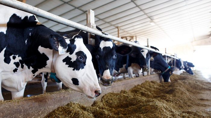 NextImg:America's Dairy Cow Replacement Inventory Collapses To Two-Decade Low