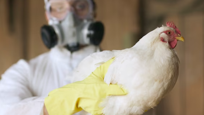 NextImg:Vaccine Stocks Erupt After Bird Flu Cases Reported In US & Australia