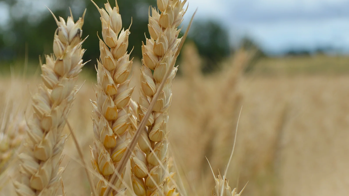 NextImg:Wheat Jumps To Nine-Month High On Fears Of Dwindling Global Stockpiles