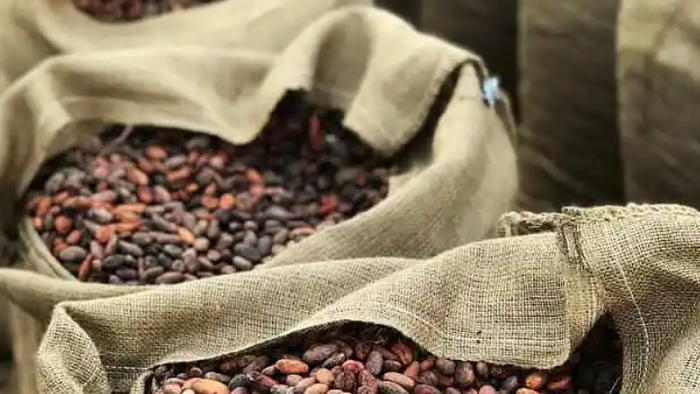 NextImg:Global Cocoa Shortage Much Worse Than Previously Forecasted As Prices Surge