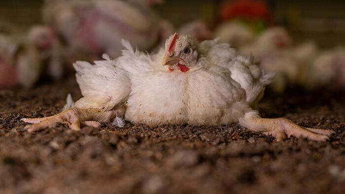 NextImg:US 'Frankenchicken' Supply Hit With 'Hatchery Issues' As Production Woes May Send Prices Higher