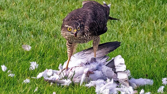 NextImg:Hawkish Fed Minutes Hammer Stocks, Bonds, Gold, & Oil