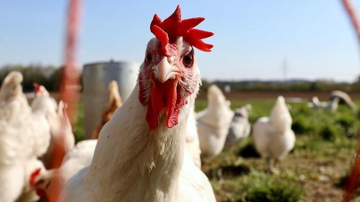 NextImg:The Escalating Threat Of Avian Influenza H5N1 And The Ethical Quandary Of Gain-of-Function Research