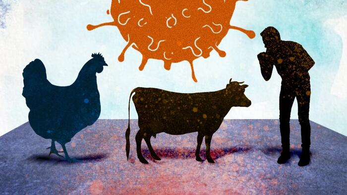 NextImg:Gain-of-Function May Explain Bird Flu Jump To Cows And Humans