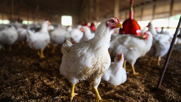 NextImg:New Human Case Of Bird Flu Confirmed By CDC