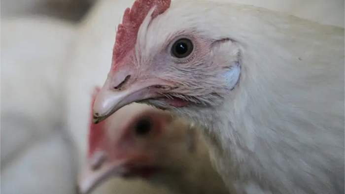 NextImg:WHO Confirms Bird Flu Death In Mexico As 'Trust The Science' Experts Want To Test America's 40 Million Cows