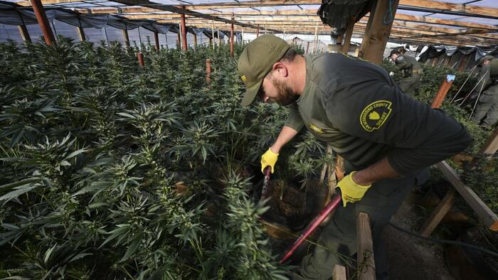 NextImg:California Legalized Drugs; Cartels Took It Over...