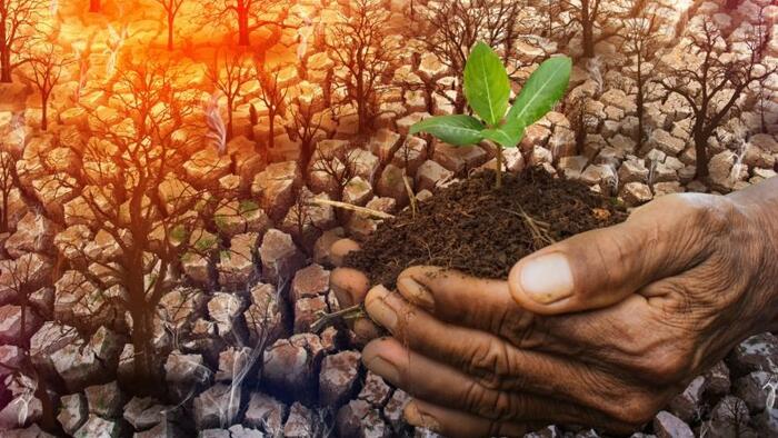 NextImg:BBC Climate Disinformation Reporter Attacks Kenyan Farmer