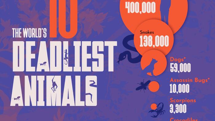 NextImg:These Are The 10 Deadliest Animals For Humans