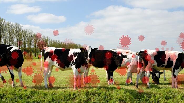 NextImg:How (And Why) Bird Flu Is About To Enter The "Mass Testing" Phase