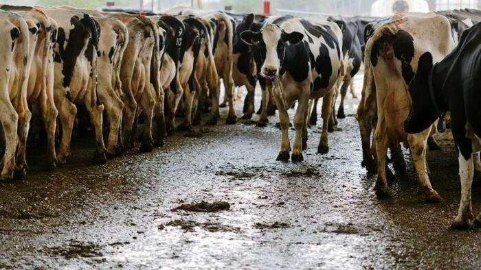 NextImg:Bird Flu Triggers Supply Chain Snarls In Dairy Industry As "Farmers Increasingly Culled Cows"