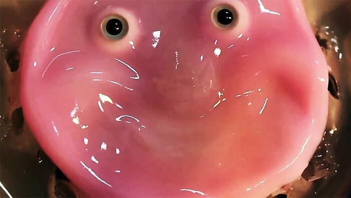 NextImg:Nothing To See Here, Just A Smiling Robot Face Made From Living Human Flesh