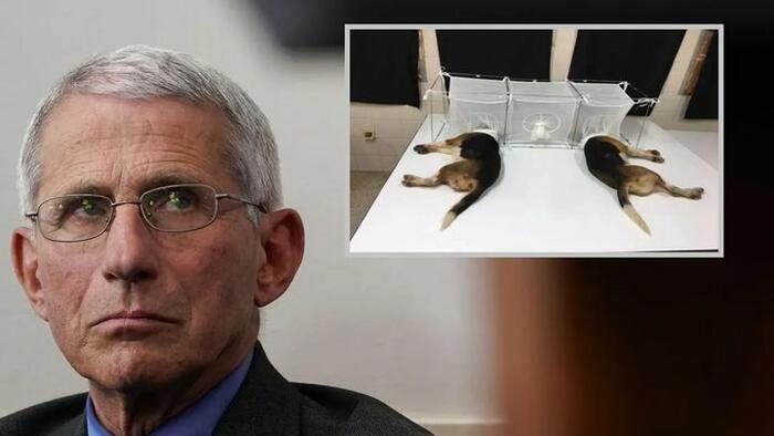 NextImg:NIH Scrambled After ZeroHedge Report On Fauci Beagle Experiments, Scrubbed Database, Then Fed WaPo Disinformation