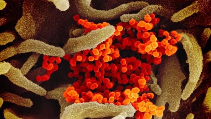 NextImg:Prior COVID-19 Infection May Protect Against Common Colds: Study