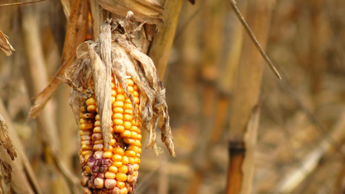 NextImg:"Overlapping Emergencies" Pushes Countries To Bolster Food Supply Stocks