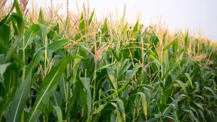 NextImg:Hedge Funds Boost Bearish Bets On Corn To Record