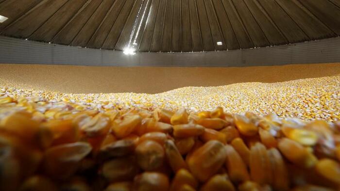 NextImg:US Farmers Hoard Corn Like It's 1988