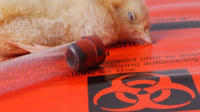NextImg:Pandemic 2.0: FDA To Grant Emergency Use Authorization (EUA) For mRNA Bird-Flu Shots (Just Like What Happened With COVID)