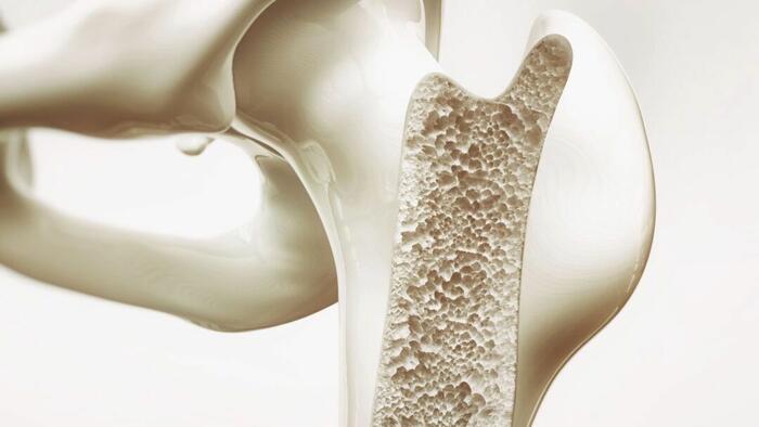 NextImg:New Hormone Discovery Unlocks Hope For Osteoporosis Treatment