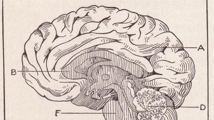 NextImg:Alzheimer's Could Be A White Matter Disease, Not Gray
