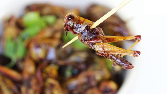 NextImg:'Eating Ze Bugs Is Vegan' – What The Rise Of "Ento-Veganism" Really Means