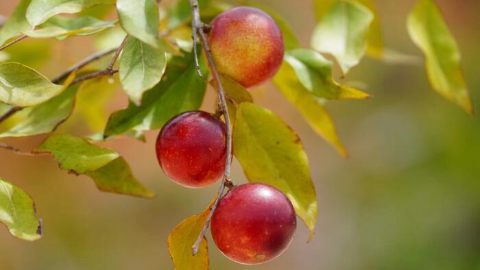 NextImg:An Amazonian Superfruit May Reverse Fatty Liver Disease, Study Finds