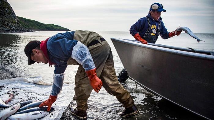 NextImg:Federal Appeals Court Reverses Decision, Keeps Alaska Salmon Fishery Open