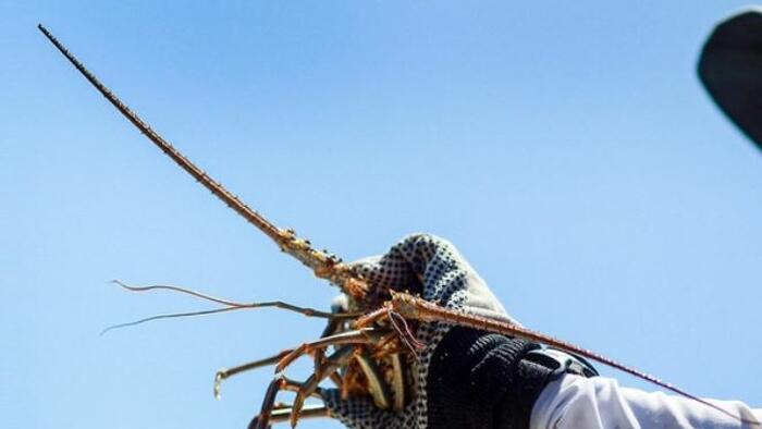 NextImg:Lobster-Chasers Gather In Florida For The Thrill Of The Early Hunt