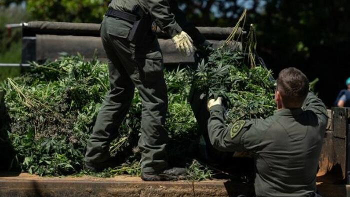 NextImg:Illegal Weed Growing Operation Found In House Owned By Oakland Police Officer