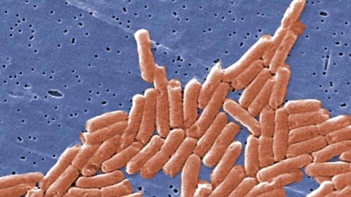 NextImg:Salmonella Outbreak Linked To Recalled Eggs Spreads Across Nine States