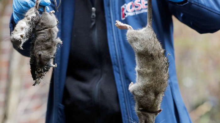 NextImg:Chicago Tops 'Rattiest Cities' List For Decade As Other Democrat-Run Metros Plagued With Disgusting Rats