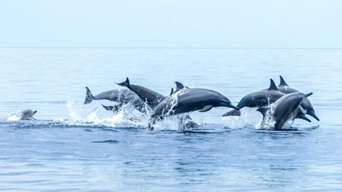 NextImg:Shocking Rise In Whale, Dolphin, & Porpoise Strandings As Wind Farms Proliferate Around British Coast