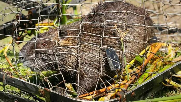 NextImg:Full Societal Collapse: San Fran Now Overrun With "Invasive 20 Pound Rodent" Infestation