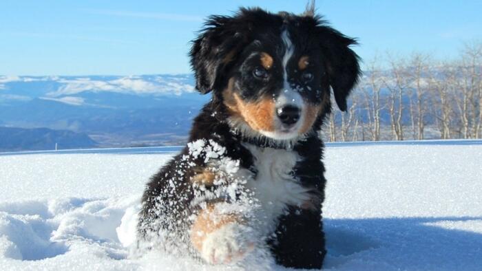 NextImg:73% Of Mexicans Own A Dog