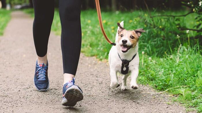 NextImg:Welsh Government Told To Create 'Dog Free Zones' In Public Areas To Fight Racism