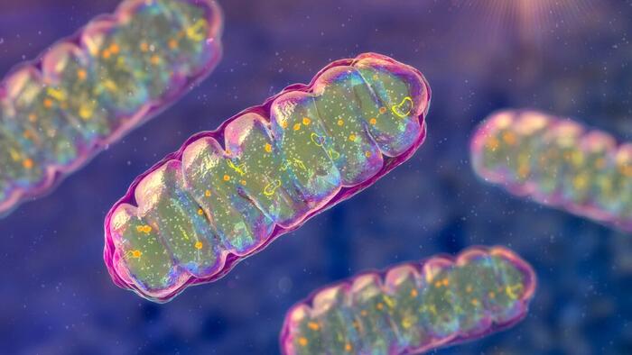 NextImg:Mitochondrial Imbalance Linked To 90 Percent Of Chronic Diseases