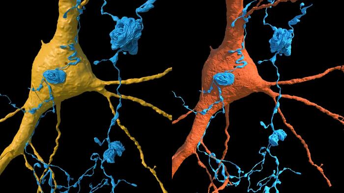 NextImg:See The Human Brain Like Never Before