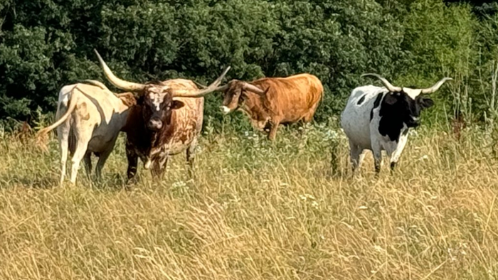 NextImg:Bullish Cattle Bets Soar As US Herd Crisis Sparks Breakout To Record High Price