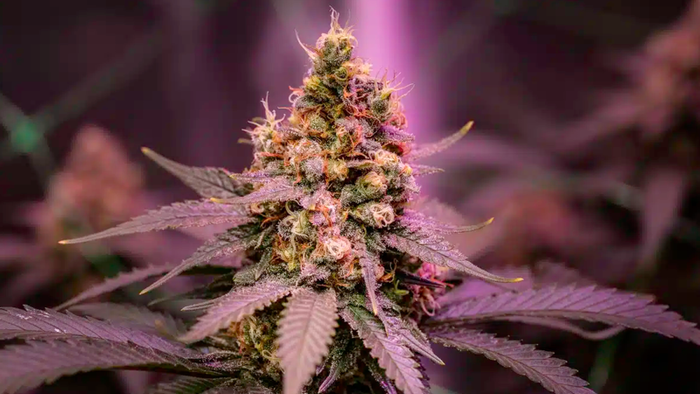 NextImg:"Sudden Spike" In US Marijuana Substitution For Alcohol Ahead Of Trump-Era