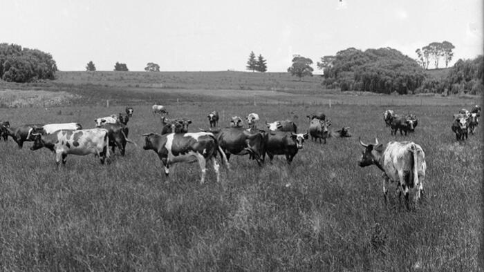NextImg:The Life-Affirming Vitality Of Raw Milk
